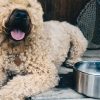 Yeti Boomer 8 Dog Bowl